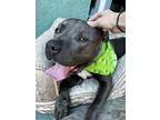 Adopt Brody a Staffordshire Bull Terrier, Boxer