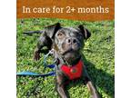 Adopt Squirm a Labrador Retriever, Pit Bull Terrier