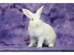 Adopt COLTRANE a Bunny Rabbit