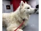 Adopt Wylie a Samoyed