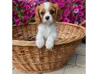 Cavalier King Charles Spaniel Puppy for sale in Concord, CA, USA