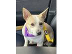 Adopt Ollie a Corgi, Australian Cattle Dog / Blue Heeler