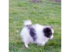 Pomeranian Puppy for sale in Woodinville, WA, USA