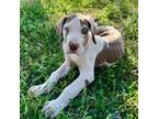 Great Dane Puppy for sale in San Angelo, TX, USA