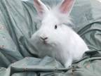 Adopt STRING CHEESE a Bunny Rabbit