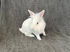 Adopt VINCENTE a Bunny Rabbit