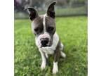 Adopt OSCAR a Pit Bull Terrier