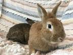 Adopt MEAT BALL a Bunny Rabbit