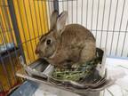 Adopt EMPANADA a Bunny Rabbit