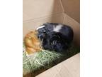 Adopt FUDGE a Guinea Pig