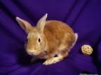 Adopt BAMBI a Bunny Rabbit