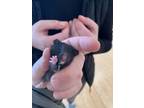 Adopt Jelly Baby Boy a Hamster