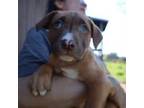 American Pit Bull Terrier Puppy for sale in Sacramento, CA, USA