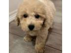 Mutt Puppy for sale in Magnolia, TX, USA