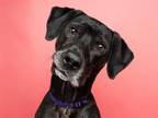 Adopt MIKKO a Catahoula Leopard Dog, Mixed Breed