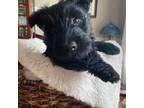 Scottish Terrier Puppy for sale in Johnson City, TN, USA