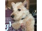 Scottish Terrier Puppy for sale in Johnson City, TN, USA