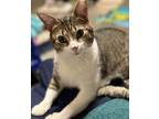 Adopt Toby and Misty a Domestic Short Hair