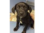 Adopt Derek a Labrador Retriever