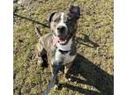 Adopt Homer a Mixed Breed