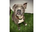 Adopt Ultra a Staffordshire Bull Terrier