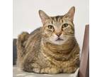 Adopt Mac a Domestic Short Hair