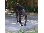 Adopt Star a Greyhound