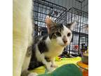 Adopt Marco a Domestic Short Hair