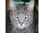 Adopt SANDLER a Domestic Short Hair