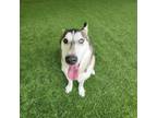 Adopt Baxter a Husky