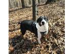 Adopt Tug - PENDING a Australian Shepherd, Labrador Retriever