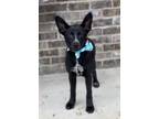 Adopt Re a Labrador Retriever, German Shepherd Dog