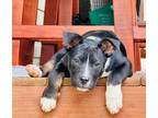 Adopt TK a Labrador Retriever, Terrier