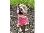 Adopt Akkron a Pit Bull Terrier, Mixed Breed