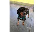 Adopt Jimmy a Black and Tan Coonhound