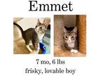 Adopt Emmet a American Shorthair