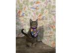 Adopt Picasso a Domestic Short Hair, Tabby
