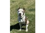 Adopt Nike a Pit Bull Terrier, Mixed Breed