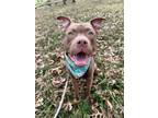 Adopt Hotsauce a Pit Bull Terrier