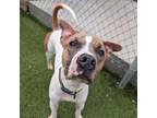 Adopt Chico 2 a Pit Bull Terrier