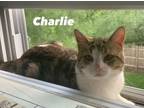 Adopt Charlie a Domestic Medium Hair
