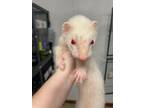 Adopt Snowman a Ferret