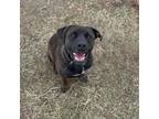Adopt Buddy a Pit Bull Terrier, Chocolate Labrador Retriever