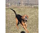 Adopt Chester a Coonhound