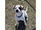 Adopt Remington a Pit Bull Terrier, Australian Cattle Dog / Blue Heeler