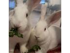 Adopt Sam & Frodo - We're a Bonded Pair! a New Zealand