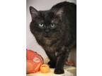 Adopt Johnny (in foster) a Domestic Short Hair
