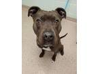 Adopt Francis a Pit Bull Terrier, Mixed Breed