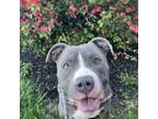 Adopt TUBS a Pit Bull Terrier