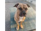 Adopt TURNER a Bullmastiff, Pit Bull Terrier